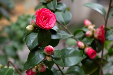 Bu, etrafını saran yemyeşil yapraklarla çevrili bir çalılıkta güzel açan canlı kırmızı çiçeğin detaylı bir görüntüsü.