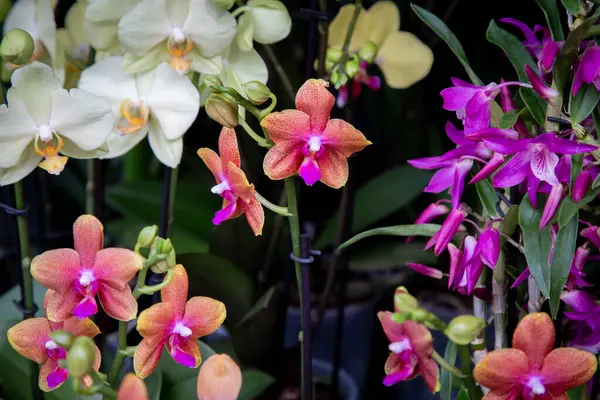Farklı renkte güzel bir orkide çeşitliliği çeşitli saksılarda büyüyor, canlı renkleri ve benzersiz desenleri sergiliyor.