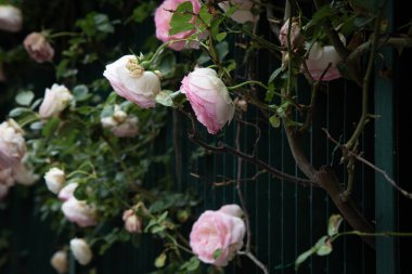 Güzel bir demet pembe ve beyaz gül şu anda bir ağaçta gelişmekte ve bol bol büyümektedir.