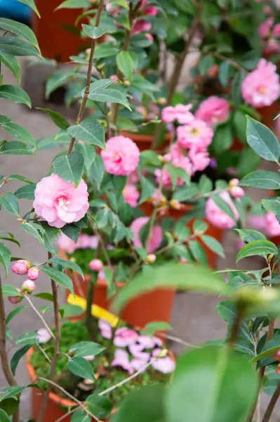 Göz kamaştırıcı pembe çiçekler ve yemyeşil yapraklarla bezenmiş güzel bir çalı, canlı doğal ortamında gelişiyor.