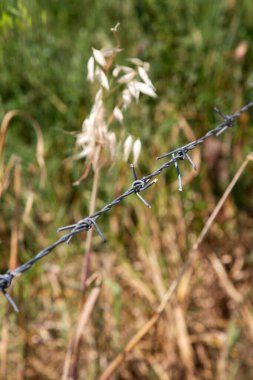Bu resim, arka planda canlı yeşil bir bitkinin yer aldığı engebeli dikenli tellerin ayrıntılı bir yakın çekimini gösteriyor.