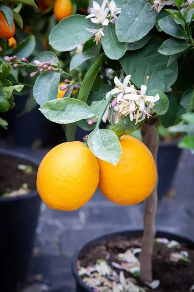 Şu anda iki olgun ve canlı portakal doğal ortamlarında gelişen dekoratif bir tencerede dikilmiş bir ağaçta yetişiyor.