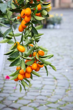 Küçük ve canlı bir portakal ağacı dallarında bol bol yetişen parlak ve sulu portakallarla süslenir.