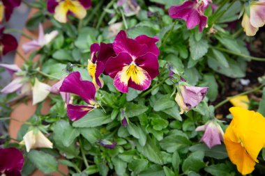 Canlı mor ve sarı çiçeklerin yakın plan görüntüsü çeşitli bitki ve yeşilliklerle dolu yemyeşil bir bahçede güzel çiçek açıyor.