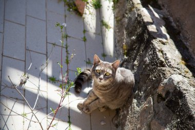 Güzel bir kedi, güçlü taş bir duvarın üzerinde rahatça otururken çarpıcı gözleriyle kameranın merceğine tuhaf bir şekilde bakıyor.