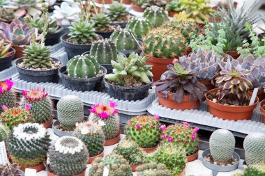 Kaktüslerden oluşan bir kolleksiyon ahşap bir masanın üzerine güzelce yerleştirilmiş, eşsiz şekillerini ve dokularını sergiliyor.