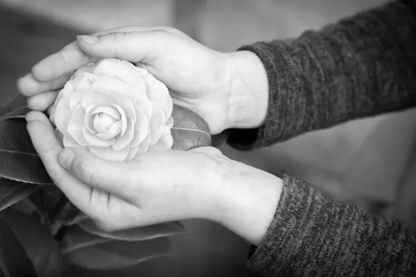 Sanatsal siyah beyaz bir fotoğrafta, bir insan nazikçe iki elinde beyaz bir gül tutar ve güzelliğini gösterir.