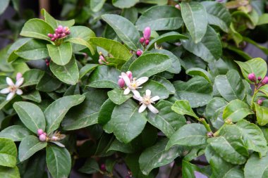 Bu resim, güzel çiçeklerini ve gür yeşil yapraklarını sergileyen canlı bir bitkinin detaylı bir yakın görüntüsünü içeriyor.