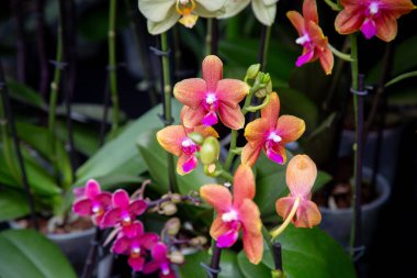 Farklı renkte güzel bir orkide çeşitliliği çeşitli saksılarda büyüyor, canlı renkleri ve benzersiz desenleri sergiliyor.