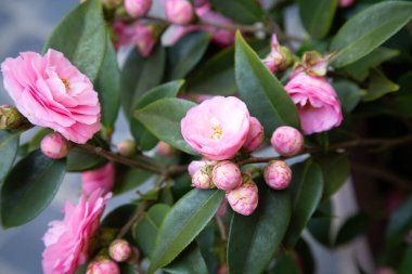 Canlı pembe çiçekler ve yemyeşil yapraklarla süslenmiş güzel bir çalı her bahçe bölgesinde çarpıcı bir görsel cazibe yaratıyor.