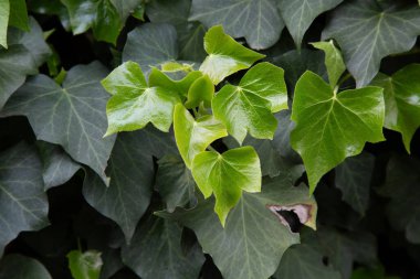 Bu, canlı yeşil yaprakların bulunduğu, yemyeşil ve sağlıklı görünen ve doğal güzelliklerini sergileyen güzel bir bitkinin yakın çekimi.