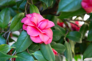 Canlı yeşil yapraklarla çevrili güzel pembe bir çiçeğin detaylı yakın plan görüntüsü. Karmaşık taç yapraklarını ve doğal güzelliğini gözler önüne seriyor.