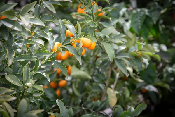 Olgun portakallardan oluşan büyük bir grup canlı bir ağaçta büyümekte, parlak renklerini ve tazeliklerini gün ışığında sergiliyorlar.