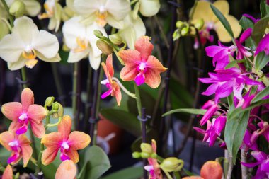 Her birinin eşsiz ve güzel renkleri olan canlı bir çiçek çeşidi bir masanın üzerinde sanatsal bir şekilde düzenlenir ve güzel bir görüntü oluşturur.