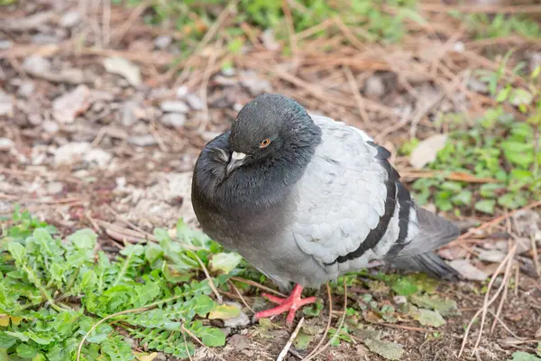 Bir güvercin yere sakince oturmuş kameraya dikkatlice bakıyor ve doğal güzelliğini ve merakını sergiliyor.