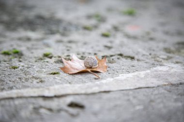 Küçük bir salyangoz yerde dinlenen yemyeşil bir yaprağın üzerinde yavaşça sürünüyor. Bu da onu makro fotoğrafçılık için mükemmel bir konu yapıyor.