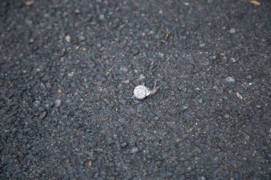 Küçük bir salyangoz, yakınlardaki yol yüzeyinin bir parçası olan asfalt parçasında yavaşça sürünerek ilerliyor.