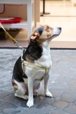 Küçük kahverengi ve beyaz bir köpek dizginlenirken sakince yerde oturuyor, içinde bulunduğu ortamın tadını çıkarıyor.