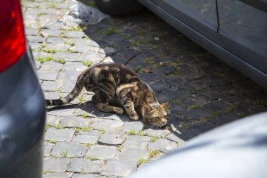 Bir kedi rahat bir şekilde park halindeki bir arabanın yanında uzanıyor güneşli havanın tadını çıkarıyor ve huzur içinde vakit geçiriyor.