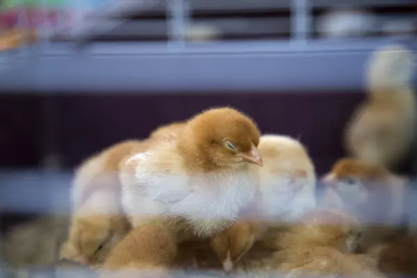 Sevimli yavru tavuklardan oluşan küçük bir grup bir araya toplanmış, sıcak bir kafesin içinde birbirlerinin üstünde oturuyorlar.