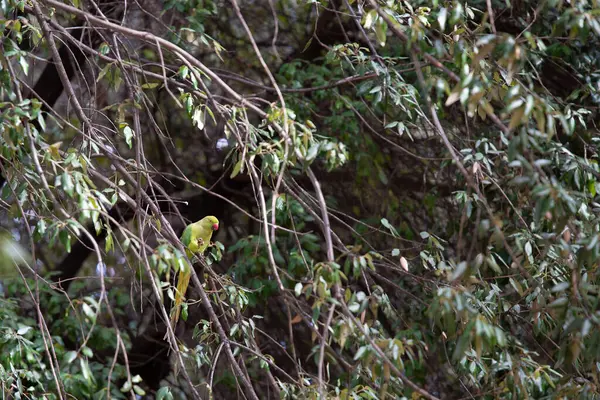 Şu anda küçük sarı bir kuş, doğal yaşam alanının yemyeşil yaprakları arasında güçlü bir ağaç dalına tünemiş durumda.