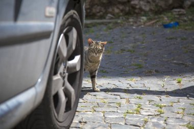 Pofuduk bir kedi, güzel bir kaldırım taşı caddesinde parlayan parlak bir arabanın yanında duruyor.