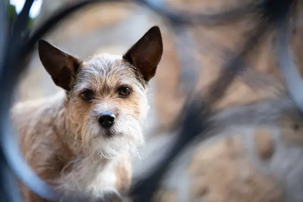 Küçük kahverengi ve beyaz bir köpek ilginç bir şekilde büyüteçten bakar, her şeyi büyük bir ilgi ve şevkle inceler.