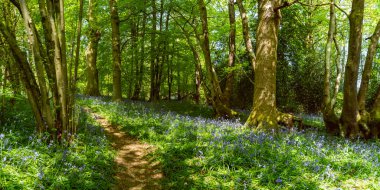 BlueBell Ormanı 'ndan geçen güzel bir Porsuk yolu, benekli güneş ışığıyla