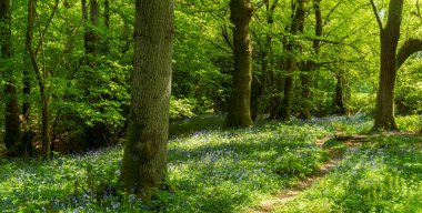 BlueBell Ormanı 'ndan geçen güzel bir Porsuk yolu, benekli güneş ışığıyla