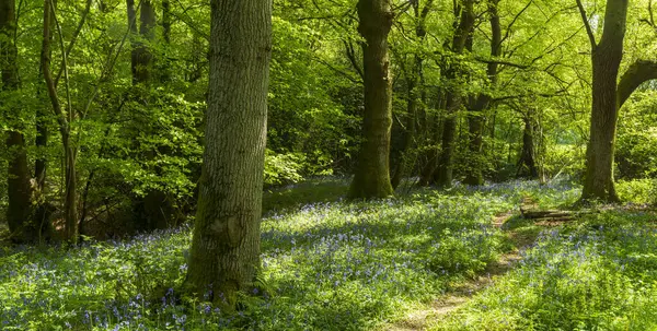 BlueBell Ormanı 'ndan geçen güzel bir Porsuk yolu, benekli güneş ışığıyla