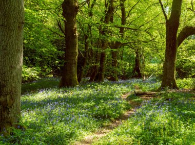 BlueBell Ormanı 'ndan geçen güzel bir Porsuk yolu, benekli güneş ışığıyla