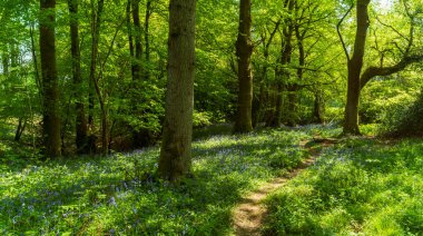 Güneşli bir ormanda çan çiçeğinin güzel bir yolu
