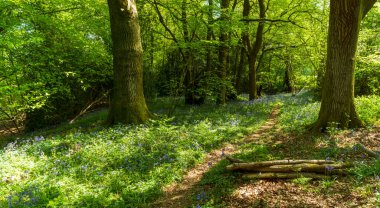 Bluebell Ormanı 'nda, benekli güneş ışığıyla güzel bir yol.