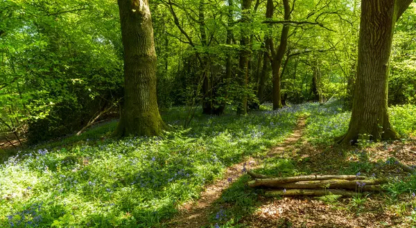 Bluebell Ormanı 'nda, benekli güneş ışığıyla güzel bir yol.