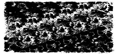 Grunge siyah ve beyaz kentsel vektör doku şablon. Karanlık dağınık toz sıkıntı arka plan kaplaması. Gürültü ve tahıl ile soyut noktalı, çizik, Vintage efekti oluşturmak kolay. Yaşlanma tasarım öğesi