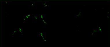 Vektör grunge dokusu. Siyah beyaz arka plan. Soyut monokrom resim koyu tonlarda solmuş bir efekt içerir