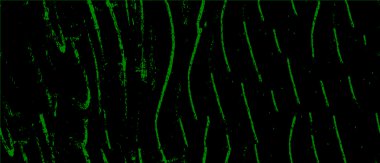 Soyut siyah beyaz monokrom arkaplan. grafik vektör illüstrasyonu