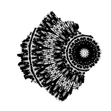 güzel bir çiçeğin siyah beyaz el çizimi