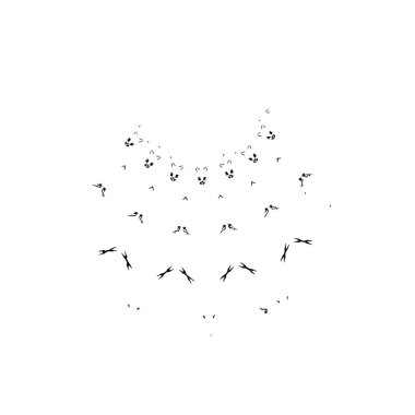 Uçan kuşlar, izole edilmiş beyazlar.