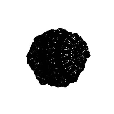 Bir ağacın silueti