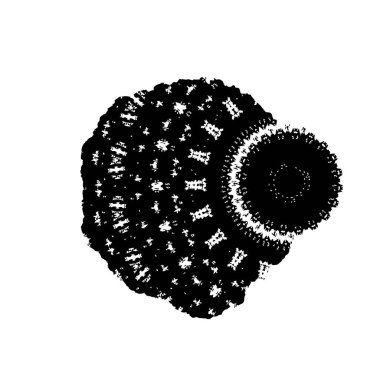 Tohumlu siluet ayçiçeği. vektör.