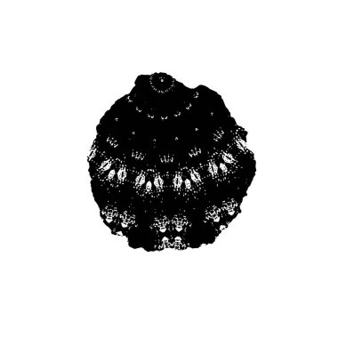 grunge siyah ve beyaz fırça darbesinin vektör çizimi