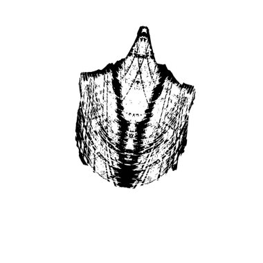 grunge siyah ve beyaz fırça darbesinin vektör çizimi