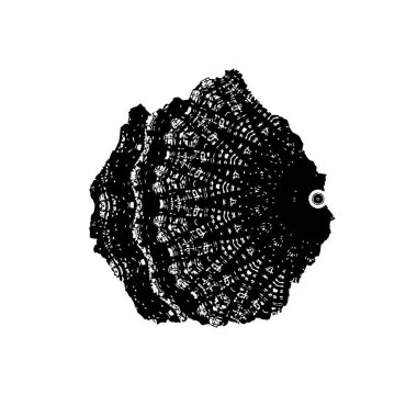 El çizimi deniz kabukları.