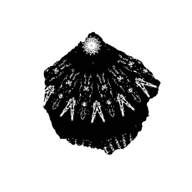 El çizimi Hindistan cevizi, izole edilmiş.