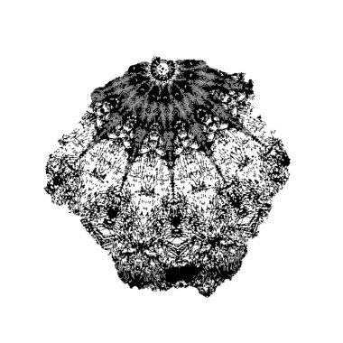  grunge vektörü siyah fırça darbesi 