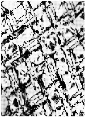 Soyut siyah-beyaz vektör arkaplanı. Kirli desenli tek renkli vintage yüzey.