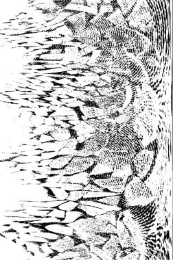 Soyut arkaplan. Monokrom dokusu. Siyah ve beyaz tonlar.