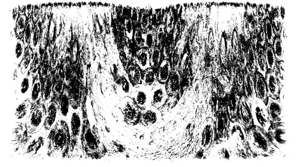 Soyut arkaplan. Monokrom dokusu. Resim siyah ve beyaz tonları içerir.