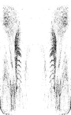 Grunge dikey olarak simetrik siyah beyaz doku. Tek renkli yıpranmış kaplama deseni. 